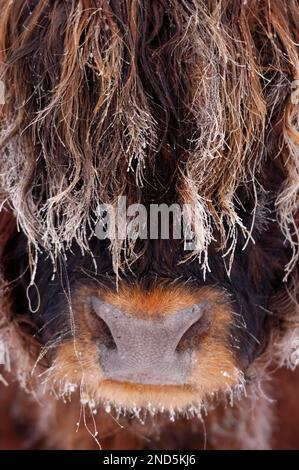 Highland Bull (Bos taurus) dans le brouillard glacial, Berwickshire Ecosse, décembre 2005 Banque D'Images