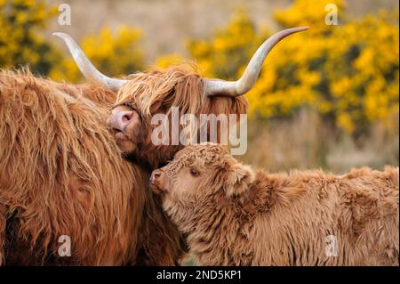 Vache des Highlands (Bos taurus), vache femelle avec veau, île de Mull, Hébrides intérieures, Écosse, avril 2008 Banque D'Images