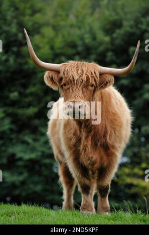 Highland Cow (bos taurus) femme, Berwickshire, Scottish Borders, Écosse, septembre 2009 Banque D'Images