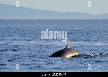 La petite baleine (Balaenoptera acutorostrata) a photographié la surface d'un point de vue terrestre sur l'île de Skye, dans les Hébrides intérieures, en Écosse, en août Banque D'Images