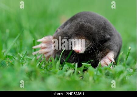 Mole (Talpa europaea) image d'un animal mort, Berwickshire, Scottish Borders, Écosse, juillet 2008 Banque D'Images
