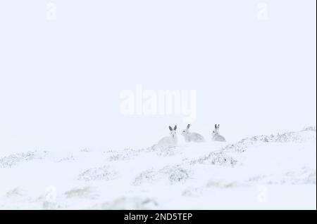 Groupe de lièvres de montagne (Lepus timidus) sur le côté abrité d'une montagne en hiver, Glen Shee, parc national de Cairngorms, Écosse, mars 2020 Banque D'Images