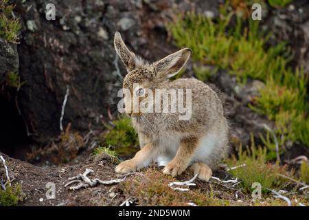 Mountain Hare (Lepus timidus) jeunes toilettage brun manteau d'été, montagnes de Cairngorms, Parc national de Cairngorm, Écosse, juillet 2016 Banque D'Images