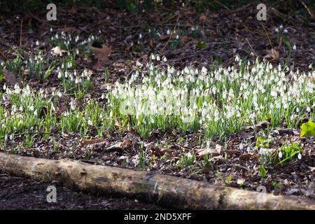 Neige blanche à fleurs hivernales, galanthus nivalis, naturalisée le long d'un chemin boisé Royaume-Uni février Banque D'Images