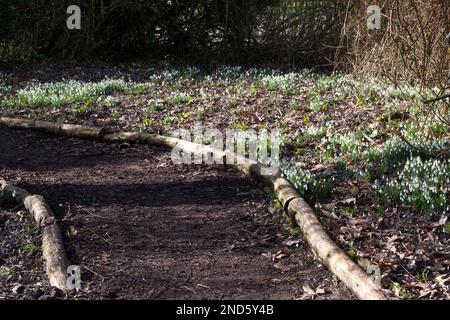 Neige blanche à fleurs hivernales, galanthus nivalis, naturalisée le long d'un chemin boisé Royaume-Uni février Banque D'Images