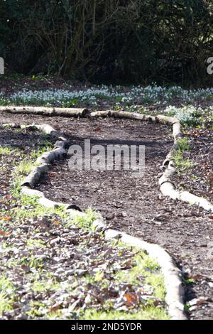 Neige blanche à fleurs hivernales, galanthus nivalis, naturalisée le long d'un chemin boisé Royaume-Uni février Banque D'Images