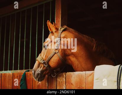 Portrait d'un cheval de l'étreuil debout dans une cale en bois de l'écurie. Ferme et agriculture. Soins du cheval et du bétail. Banque D'Images