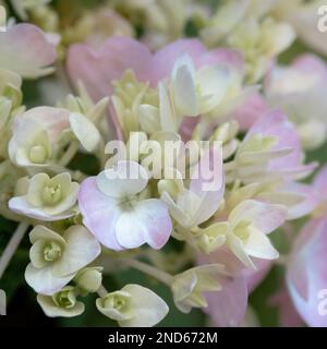 Le buisson d'hortensia rose grandit dans un jardin de chalet d'été dans le nord du Michigan Banque D'Images