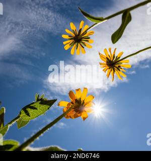 Vue sur le ciel bleu et le soleil depuis le dessous de trois fleurs jaunes dans un jardin de cour dans le nord du Michigan. Banque D'Images