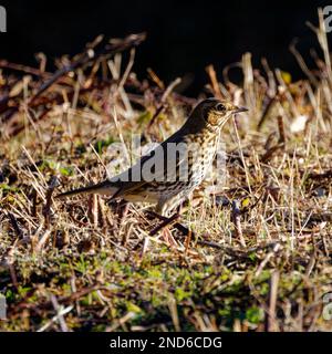 SONG Grush (Turdus philomelos) se forant sur le sol Banque D'Images