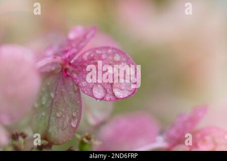 Gros plan de l'hortensia rose après la pluie dans le nord du Michigan Banque D'Images