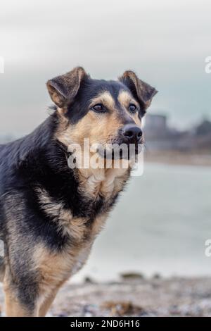 gros chien de jardin en gros plan. Banque D'Images