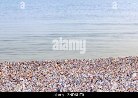 Concept d'été avec une plage, coquillages. Coquillages et sur une plage de mer sauvage dans les rayons du soleil couchant, se concentrer en premier plan. Banque D'Images