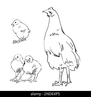 Esquisses linéaires de volaille dans les graphiques. Illustration de haute qualité Banque D'Images