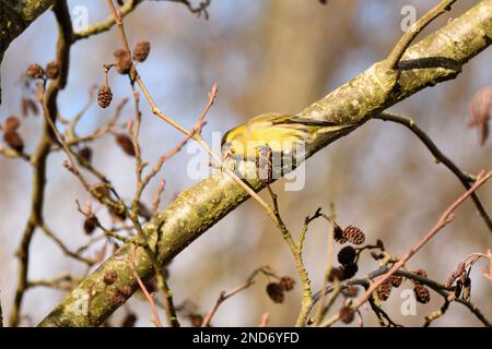 Siskin eurasien mâle se nourrissant des graines d'un aulne pendant une journée d'hiver lumineuse. Hertfordshire, Angleterre, Royaume-Uni. Banque D'Images