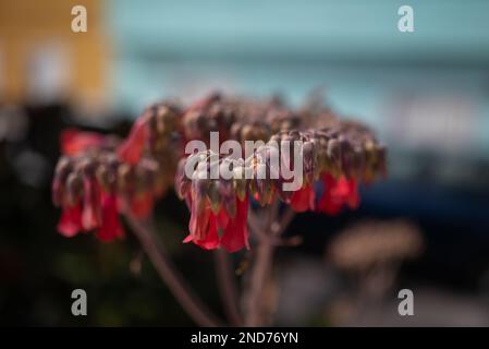 Fleurs de Pinky-orange de mère-de-millons ou kalanchoe daigremontiana Banque D'Images