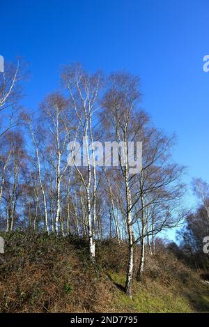 Arbres de bouleau argenté (Betula pendula) dans la réserve naturelle de Sevenoaks, Kent, Royaume-Uni. Février Banque D'Images