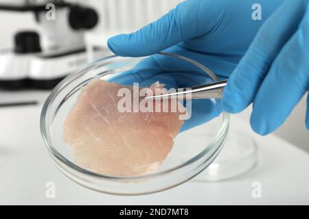 Scientifique prenant de la viande de culture crue hors de la boîte de Pétri avec des pinces en laboratoire, gros plan Banque D'Images