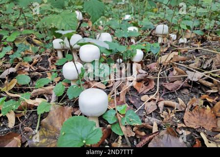 L'Agaricus silvicola, également connu sous le nom de champignon du bois, est une espèce de champignon de l'Agaricus liée au champignon du bouton. Banque D'Images