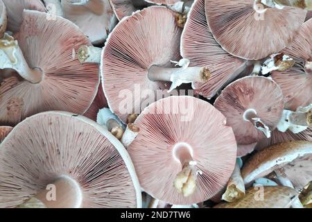 L'Agaricus silvicola, également connu sous le nom de champignon du bois, est une espèce de champignon de l'Agaricus liée au champignon du bouton. Banque D'Images