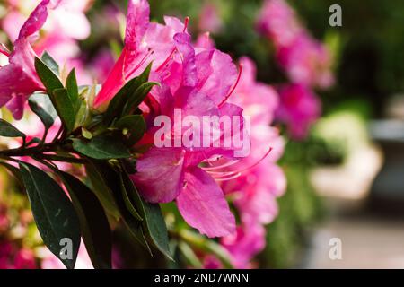 Rhododendron Japanese Azalea Anne Frank espèce de fleur arbuste vivace en pleine fleur dans un jardin botanique de printemps. Grand péta de fleurs de lilas roses Banque D'Images