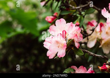 Arbuste en fleurs Rhododendron Percy Wiseman. Fleurs miniatures roses pétale d'azalée japonaise sur branche contre fond vert naturel Yakushimanum pla Banque D'Images