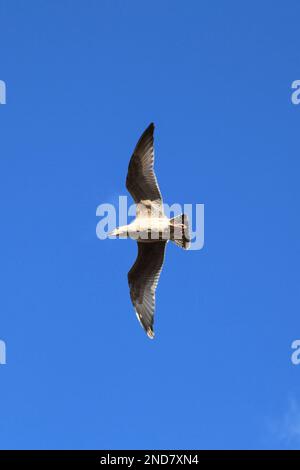 Goéland de hareng européen qui glisse au-dessus du port à la recherche de poissons. Banque D'Images