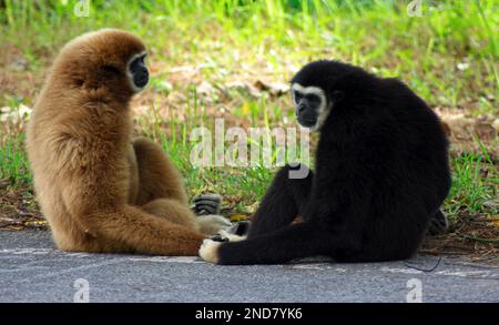 Deux Gibbon assis sur le bord d'une route dans la colline de Phuket. Banque D'Images