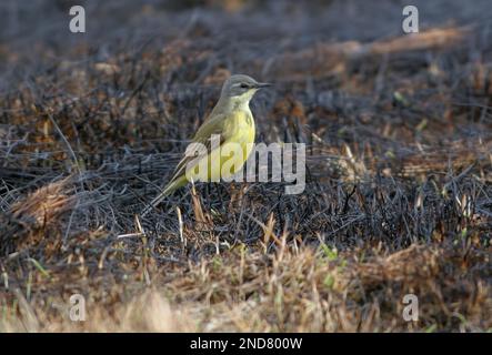 Queue de Wagon à tête grise (Motacilla flava thunbergi) femelle debout dans la région de l'herbe brûlée de Norvège Juin Banque D'Images