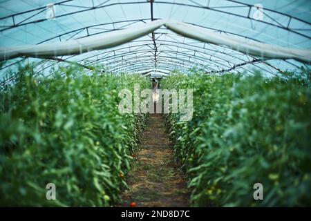 serre pour la culture de tomates sous polyéthylène transparent. faible profondeur de champ, flou Banque D'Images