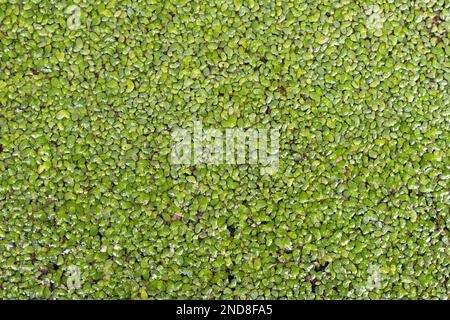 Arrière-plan vert dynamique naturel composé d'un motif dense de plantes aquatiques, créant un effet visuel abstrait et texturé. Plein format Banque D'Images