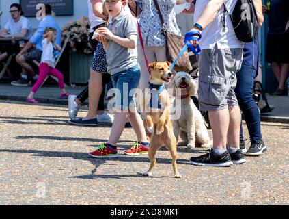 Un dimanche ensoleillé, un groupe familial avec deux chiens en tête Banque D'Images