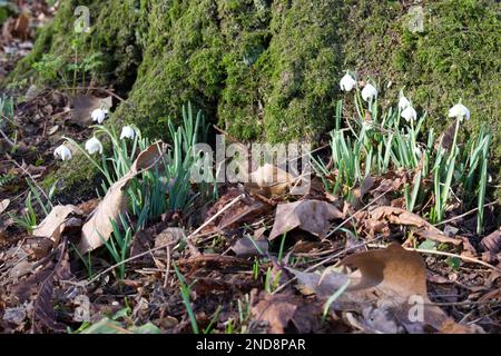 Blanc hiver fleurs de neige, galanthus nivalis, croissant autour de la base mossy d'un arbre dans les bois du Royaume-Uni février Banque D'Images