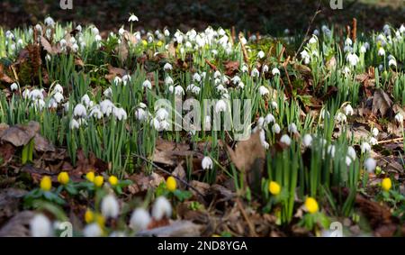 Fleurs jaunes d'aconites d'hiver, érenthis hyemalis et des gouttes de neige blanches, galanthus nivalis naturalisé dans un jardin boisé du Royaume-Uni février Banque D'Images