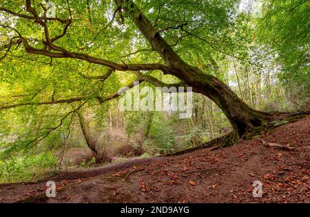 Vue sur un arbre Mossy qui se penche sur le sol dans une forêt près d'Oldham, dans le Grand Manchester, au Royaume-Uni Banque D'Images