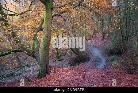 Sentier forestier d'automne à travers les arbres dans le parc Daisy nook près d'Oldham, Angleterre. Banque D'Images