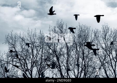 La silhouette des oiseaux volant au-dessus des arbres sans feuilles en hiver. Banque D'Images