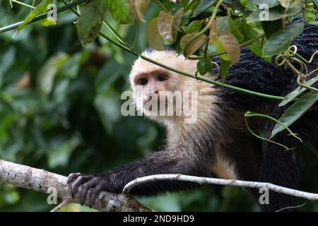 Singe Capuchin à gorge blanche ou à face blanche dans une forêt tropicale du Costa Rica Banque D'Images