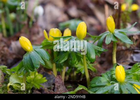 Fleurs jaunes d'aconites d'hiver, erenthis hyemalis, également connu sous le nom aconitum hyemale naturalisé dans un jardin boisé du Royaume-Uni février Banque D'Images