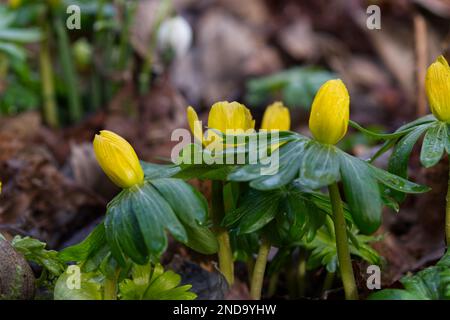 Fleurs jaunes d'aconites d'hiver, erenthis hyemalis, également connu sous le nom aconitum hyemale naturalisé dans un jardin boisé du Royaume-Uni février Banque D'Images