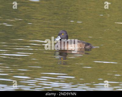 Un canard touffeté femelle aussi connu sous le nom de pomchard touffeté, Aythya fuligula, nageant sur un lac. Banque D'Images