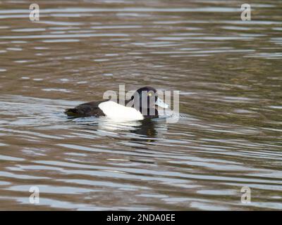 Un canard touffeté mâle aussi connu sous le nom de pomchard touffeté, Aythya fuligula, nageant sur un lac. Banque D'Images