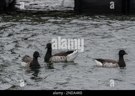 Brants ou oies de brent dans l'eau. Banque D'Images