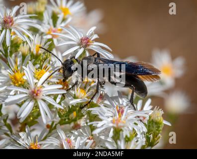 Une grande guêpe noire de Digger aide dans la pollinisation comme il vole d'un aster à l'autre. Banque D'Images