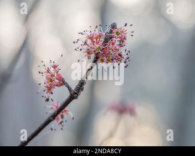 Un arbre Acer rubrum, originaire d'Amérique du Nord, fleurit au début du printemps. Banque D'Images