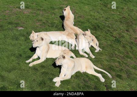 Lionesses (Panthera leo), Big Cat Sanctuary, Headcorn Road, Smarden, Ashford, Kent, Angleterre, Grande-Bretagne, Royaume-Uni, Europe Banque D'Images