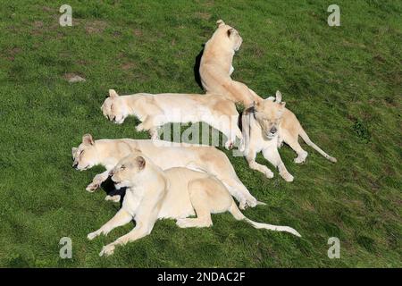 Lionesses (Panthera leo), Big Cat Sanctuary, Headcorn Road, Smarden, Ashford, Kent, Angleterre, Grande-Bretagne, Royaume-Uni, Europe Banque D'Images