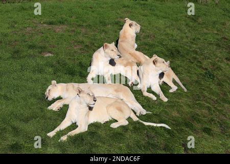 Lionesses (Panthera leo), Big Cat Sanctuary, Headcorn Road, Smarden, Ashford, Kent, Angleterre, Grande-Bretagne, Royaume-Uni, Europe Banque D'Images