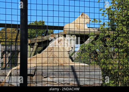 Lion et lioness (Panthera leo), Big Cat Sanctuary, Headcorn Road, Smarden, Ashford, Kent, Angleterre, Grande-Bretagne, Royaume-Uni, Europe Banque D'Images