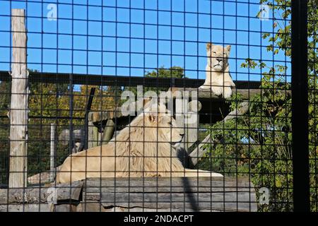 Lion et lioness (Panthera leo), Big Cat Sanctuary, Headcorn Road, Smarden, Ashford, Kent, Angleterre, Grande-Bretagne, Royaume-Uni, Europe Banque D'Images